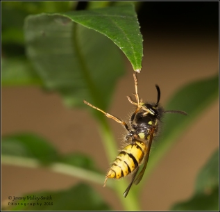 Falling Wasp