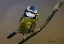 Male Blue Tit flying between 4 trees with the caterpillar whilst looking for a mate to feed.