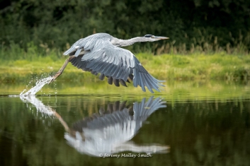 Heron Taking Flight