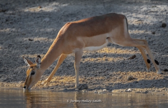 Female Impala Drinking